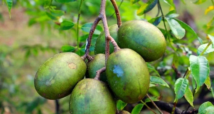 Conheça fruta tropical rica em vitamina C e ferro que protege a saúde