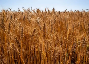 Estiagem no Paraná e chuvas no Rio Grande do Sul afetaram as lavouras de trigo — Foto: Wenderson Araujo/CNA
