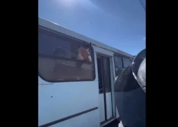 Animais foram vistos dentro de ônibus em avenida no centro de Porto Alegre • Reprodução/redes sociais/Rafael Bravo