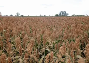 Sorgo é um dos produtos que a China passará a comprar do Brasil — Foto: Ricardo Benichio