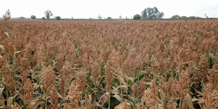 Novos mercados para o agro brasileiro na China podem movimentar US$ 450 milhões por ano