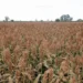 Novos mercados para o agro brasileiro na China podem movimentar US$ 450 milhões por ano