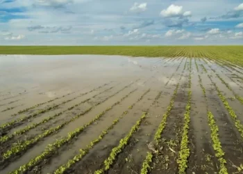 Perdas causadas por condições climáticas desfavoráveis aumentaram a atenção com o seguro rural — Foto: Globo Rural