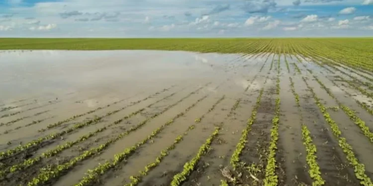 Clima adverso eleva procura por seguro rural em áreas onde havia menos adesão