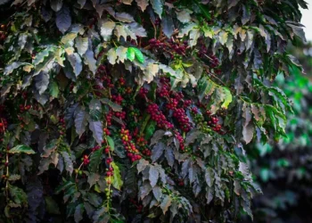 Carteira da Cresol cresceu em torno de 50% em regiões onde se concentra a produção de café — Foto: Wenderson Araújo/CNA
