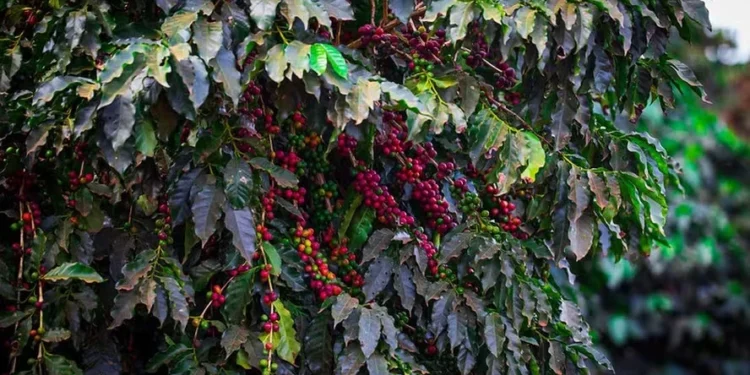 Carteira da Cresol cresceu em torno de 50% em regiões onde se concentra a produção de café — Foto: Wenderson Araújo/CNA