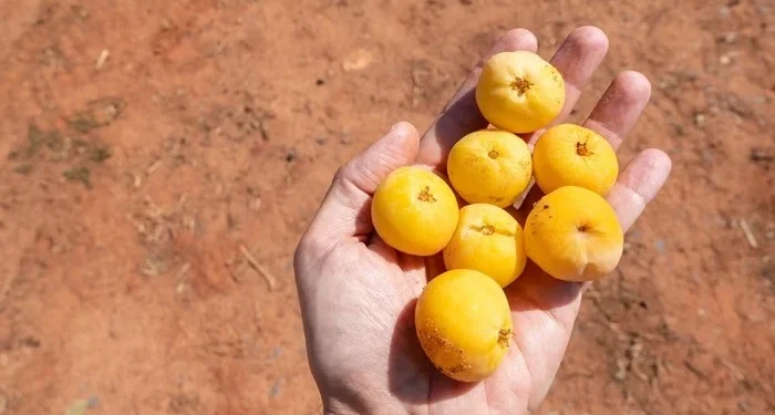 Fruta do Cerrado ajuda a controlar diabetes e facilita digestão
