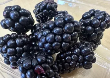 BRS Terena é mais doce do que a variedade Tupy, a mais cultivada no Brasil — Foto: Francisco Lima/Embrapa