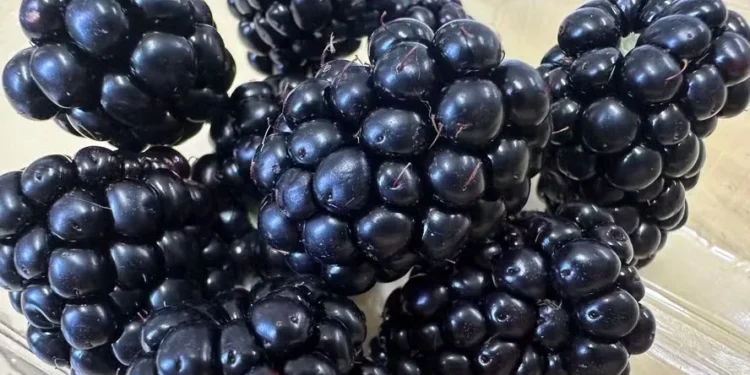 BRS Terena é mais doce do que a variedade Tupy, a mais cultivada no Brasil — Foto: Francisco Lima/Embrapa