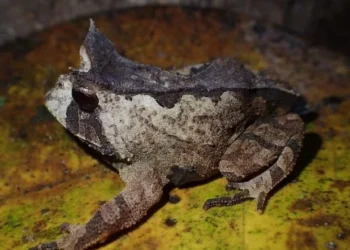 Sapinho-de-chifre-paviotii é um anfíbio exclusivo da Mata Atlântica • João Victor A. Lacerda/INMA