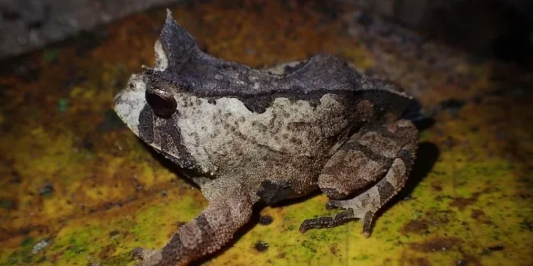 Conheça espécie exclusiva da Mata Atlântica pode deixar de estar ameaçada