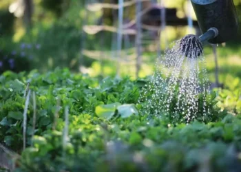 Globo Rural listou dicas para preparar uma horta orgânica em casa — Foto: Canva/ Creative Commons
