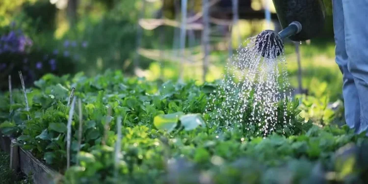 Como fazer uma horta orgânica?