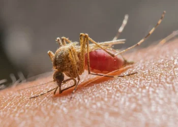 A fêmea do mosquito Anopheles é a transmissora da doença febril aguda e pode levar a morte