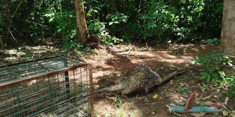 GMP Ambiental recolhe porco-espinho em distribuidora de bebida na região norte da Capital