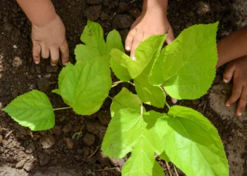 Programa 'MudaClima' é ampliado e pretende plantar mas de 40 mil novas árvores na Capital