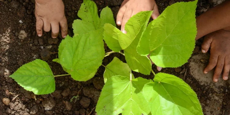 Gestão ambiental da Capital comemora avanços em diversas áreas