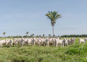 Um total de 58.215 propriedades com rebanho realizaram a declaração. Foto - Keven Lopes / Governo do Tocantins