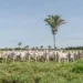 No Tocantins 95,5% das propriedades com rebanho realizaram a declaração de informações pecuárias