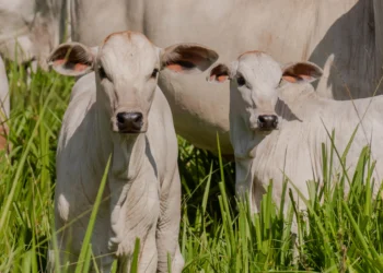 Os produtores rurais precisam declarar a vacinação junto à Adapec em até 10 dias após a vacinação dos animais.