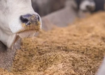 Na área de bovinos, a produção de rações foi estimada em 13,8 milhões de toneladas para 2024, alta de 4,2% — Foto: FS/Divulgação