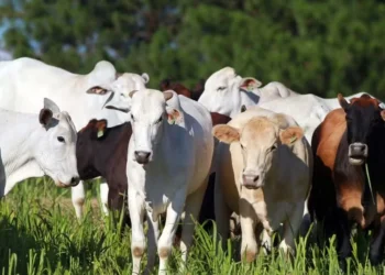 No terceiro trimestre, abate de bovinos alcançou 10,37 milhões de cabeças — Foto: Gilson Abreu/AEN