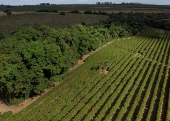 Na Bahia, são mais de 10 milhões de hectares de excedente de vegetação nativa preservada — Foto: Rogerio Albuquerque