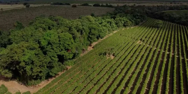 Na Bahia, são mais de 10 milhões de hectares de excedente de vegetação nativa preservada — Foto: Rogerio Albuquerque