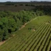 Brasil tem 74 milhões de hectares de excedente de vegetação nativa preservada