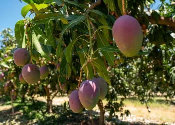 Manga Palmer foi a variedade que teve maior aumento entre 16 e 20 de dezembro — Foto: Magna Moura