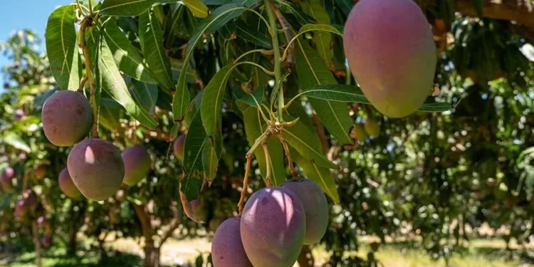 Fim de ano gerou melhora nos preços da manga no Brasil