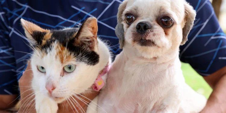 Semus disponibiliza cronograma atualizado de vacinação contra raiva em cães e gatos na zona rural