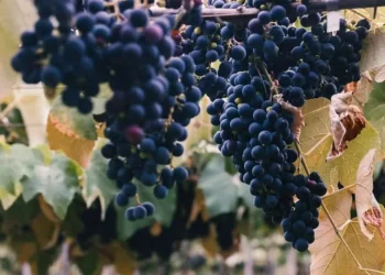 Novo preço da uva será válido de 1º de janeiro a 31 de dezembro de 2025 — Foto: Felipe Dalla Valle/SecomRS