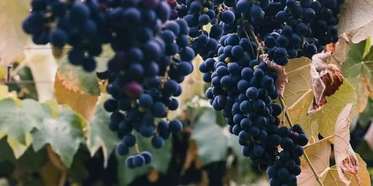 Governo reajusta preço mínimo da uva para safra 2024/25