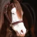 Cavalo de R$ 65 milhões com mais de mil filhos premiados terá sêmen leiloado no Brasil