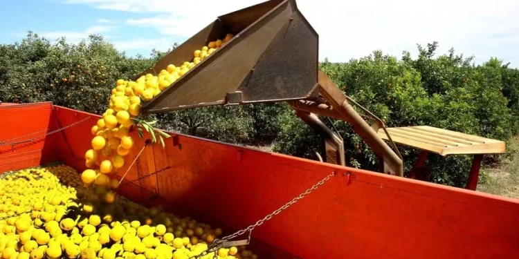 Clima e incêndios afetaram PIB do agronegócio, aponta economista