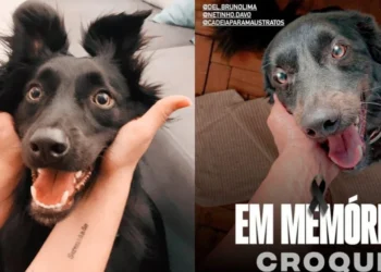 Fotos do cão "Croqui" • Arquivo Pessoal