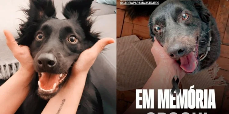 Fotos do cão "Croqui" • Arquivo Pessoal