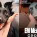 Fotos do cão "Croqui" • Arquivo Pessoal