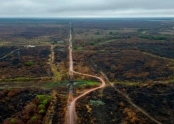Especialista em Política Internacional do Greenpeace Brasil, Camila Jardim, diz que o prejuízo poderá ser bilionário ao Brasil • Rogerio Florentino / Greenpeace
