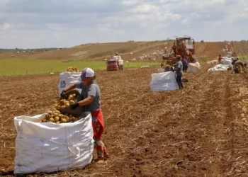 A análise do setor agropecuário mostra uma queda de 20,3% no número de pessoas ocupadas na atividade entre 2012 e 2023 — Foto: Gilson Abreu/AEN