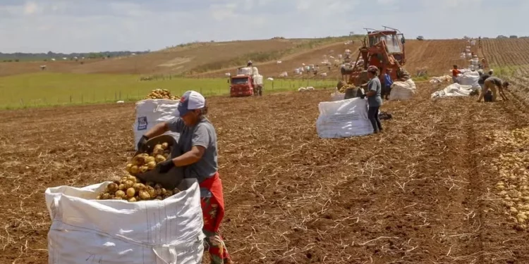 A análise do setor agropecuário mostra uma queda de 20,3% no número de pessoas ocupadas na atividade entre 2012 e 2023 — Foto: Gilson Abreu/AEN