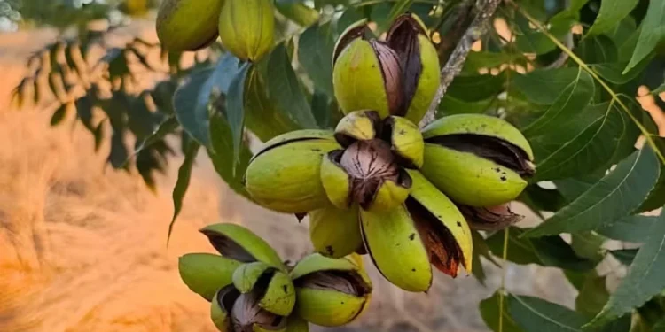 Produtores de noz-pecã conquistam registro de produtos para combate a pragas e doenças