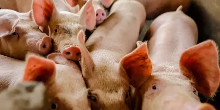 As exportações de carne suína do Brasil somaram 121,1 mil toneladas no mês passado — Foto: Roberto Dziura Jr/AEN