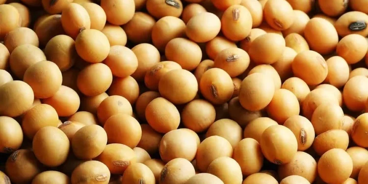 Soja, milho e trigo avançam na bolsa de Chicago