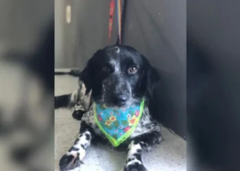 Cadela é encontrada enforcada em Pet Shop • Arquivo pessoal/Angélica Alves Fernandes