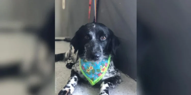 Cadela é encontrada enforcada em Pet Shop • Arquivo pessoal/Angélica Alves Fernandes