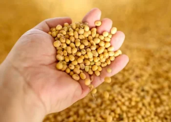 A alta da soja é impulsionada pela valorização do óleo — Foto: Gustavo Mansur/ Secom-RS
