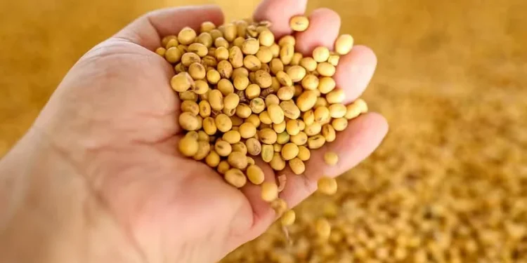 Soja avança em Chicago, enquanto milho e trigo operam em queda