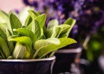 Sálvia possui inúmeros benefícios para a saúde • Reprodução/ Unsplash